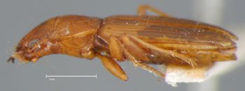 Media type: image;   Entomology 16304 Aspect: habitus lateral view